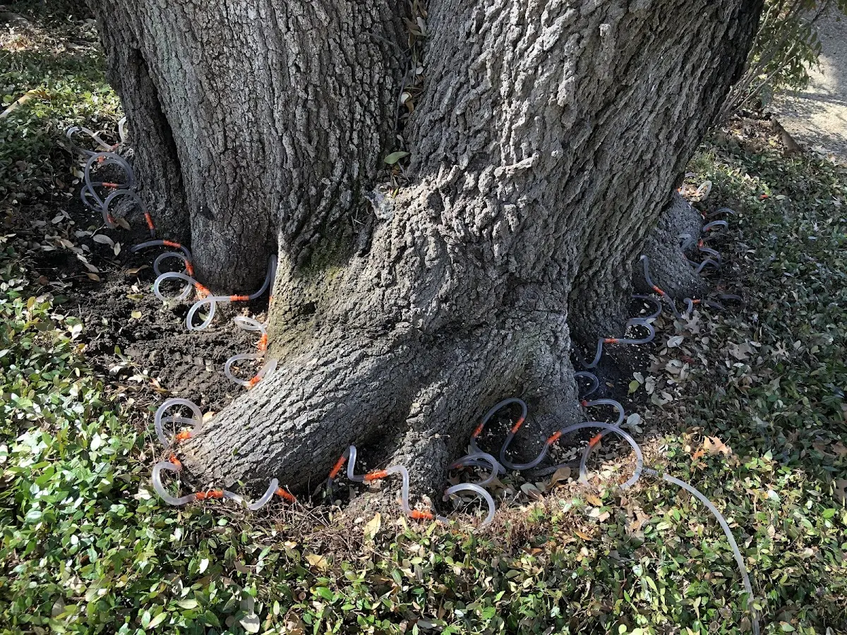 Detailed Tree Cabling and Bracing job site in Mc Kenzie