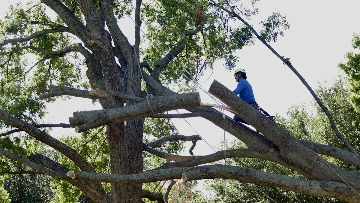 Professional Crown Thinning performed by certified arborists in Mc Kenzie
