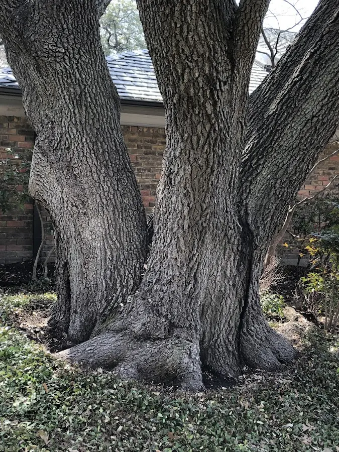 Mature heritage tree close to a Mc Kenzie property cared for by certified arborists