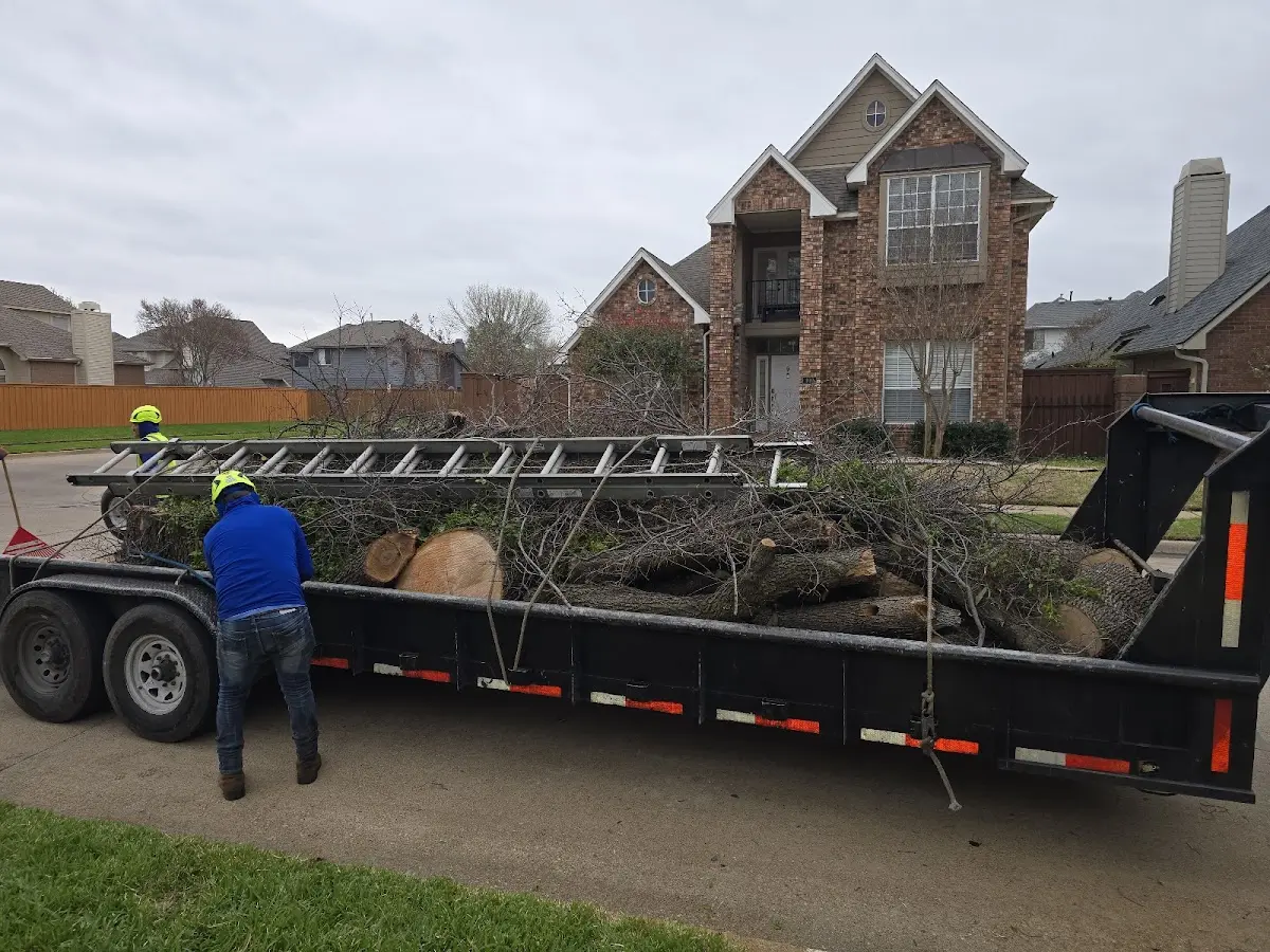 Expert Tree Removal with proper safety equipment in Mc Kenzie